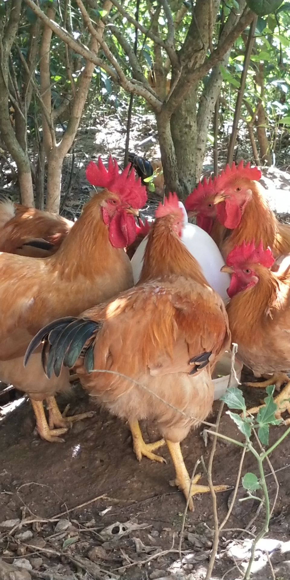 兴业县山鸡 杂生鸡，土阉杂生鸡，岭南黄杂生鸡，5—6斤重公鸡