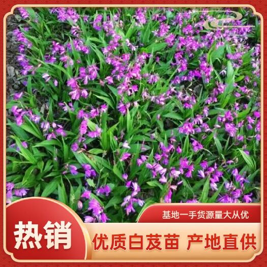 成都紫花白芨苗  四川基地一手货源紫花三叉大白芨苗