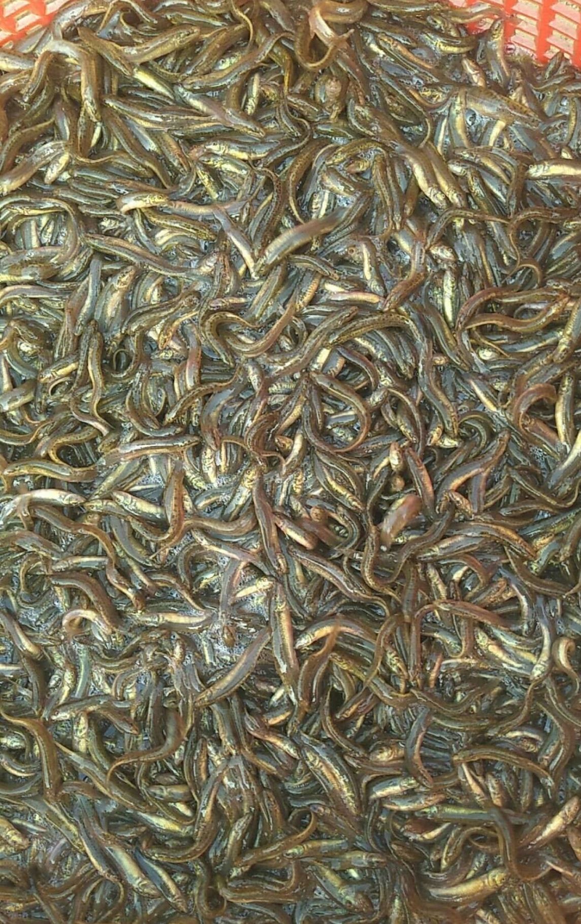 泥鳅苗  支持送货上门，货到付款量大从优，四川，云南，贵州，湖南，广西