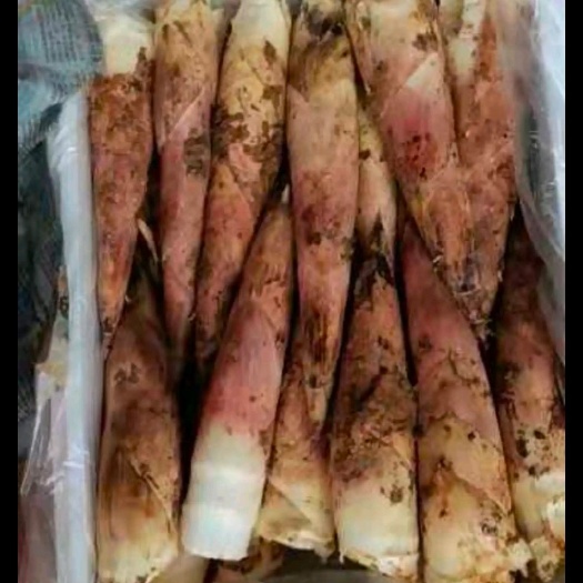 万年县 雷竹笋之乡，现挖现卖，产量大，价格低，产地直销，欢迎朋友来电