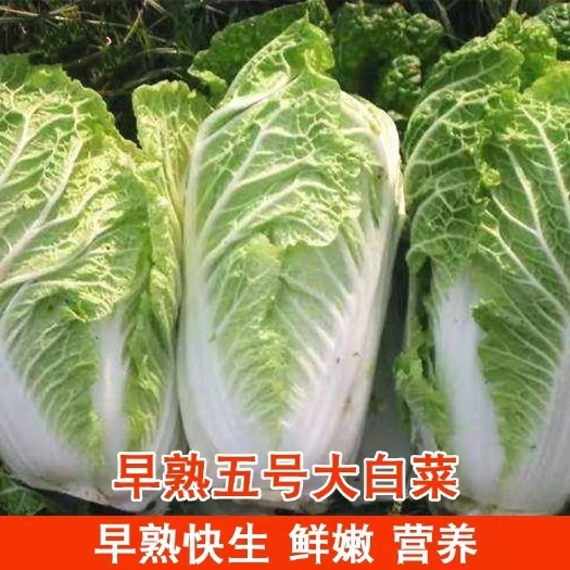 绵阳早熟5号白菜种子  早熟五号白菜种子大小白菜兼用刑无毛生育期50天三角早5号