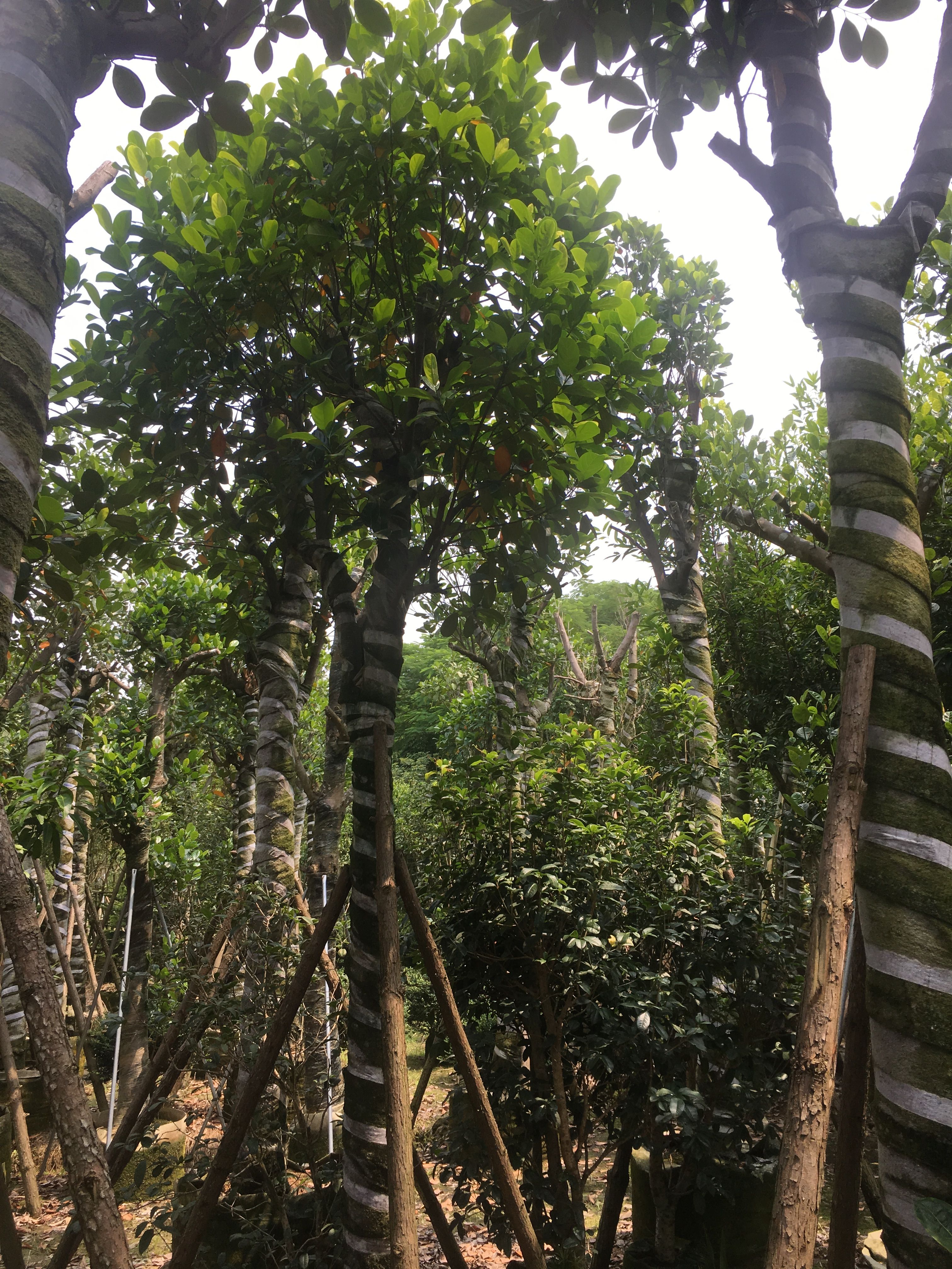 菠萝苗  菠萝蜜树/菠萝蜜，基地直销10-12-15-20分菠萝蜜袋苗