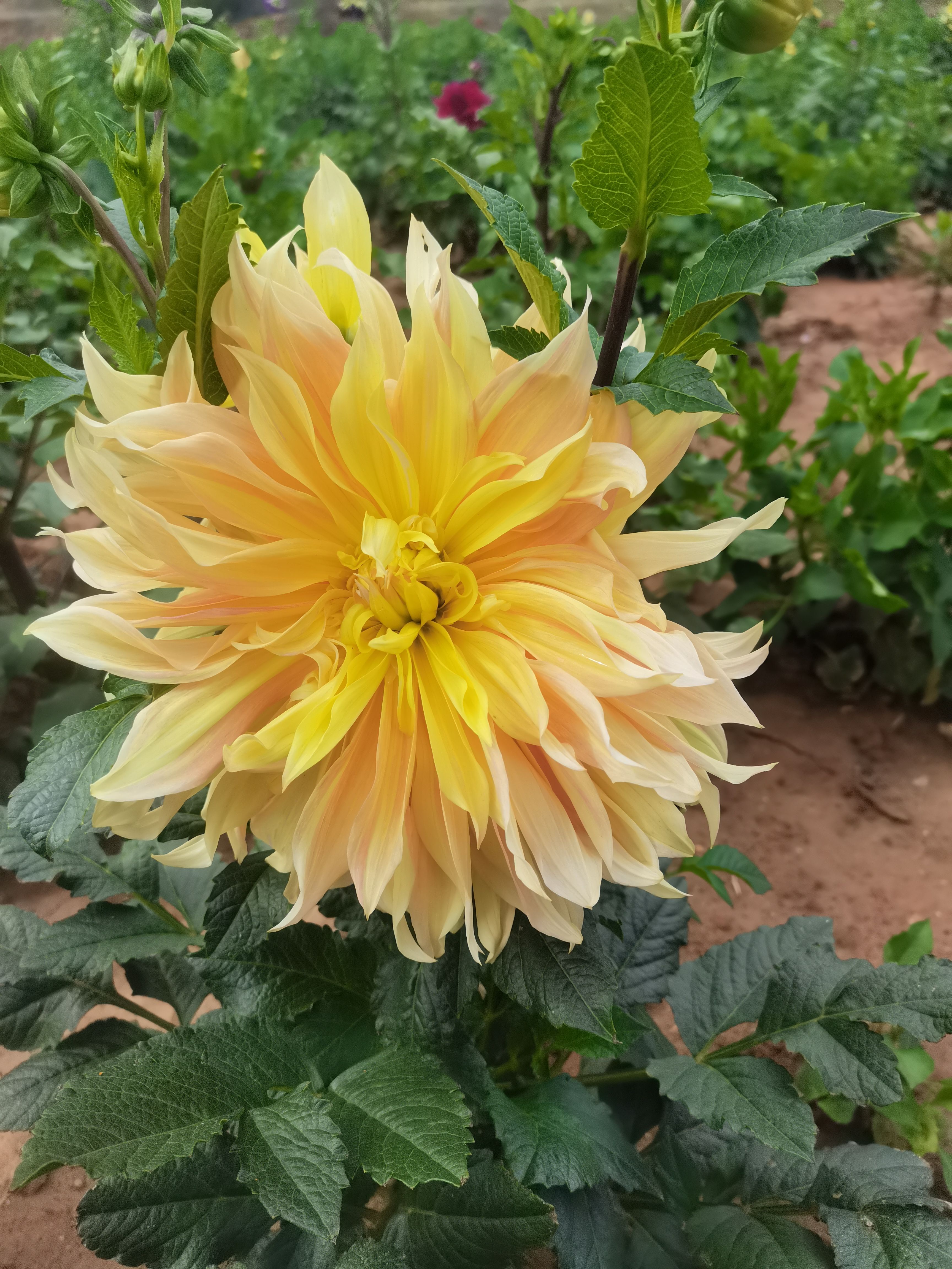 大丽花苗  大丽花种球，大丽花种苗，甘肃定西临洮尕袁精品大丽花