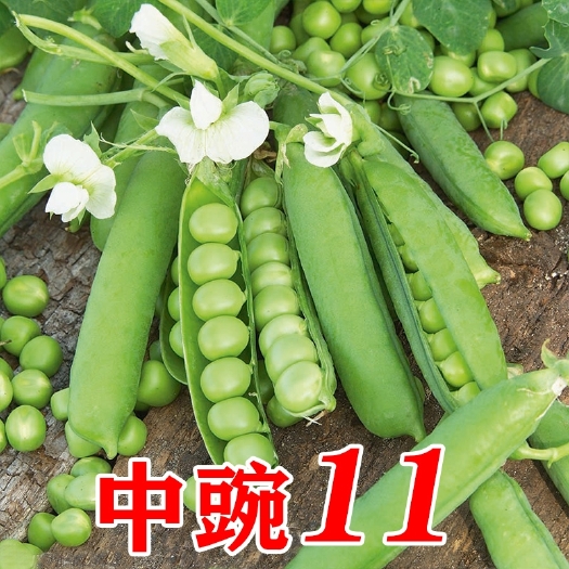 绵阳豌豆种子 中豌六号升级品种 采荚豌豆种子 中豌十一号豌豆种子