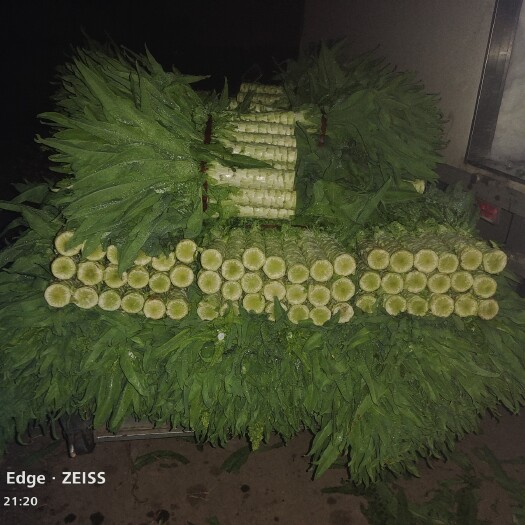 香河县青尖叶莴笋  香河莴笋产地直销精品快要上市