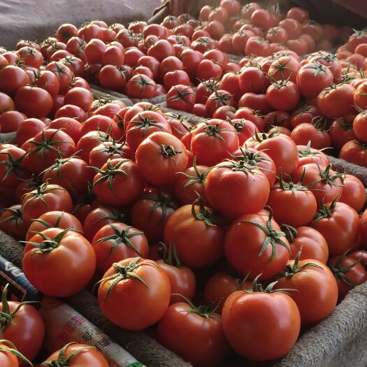 莘县大番茄大红西红柿主产区大量上市供应各商超，一件代发产地直供