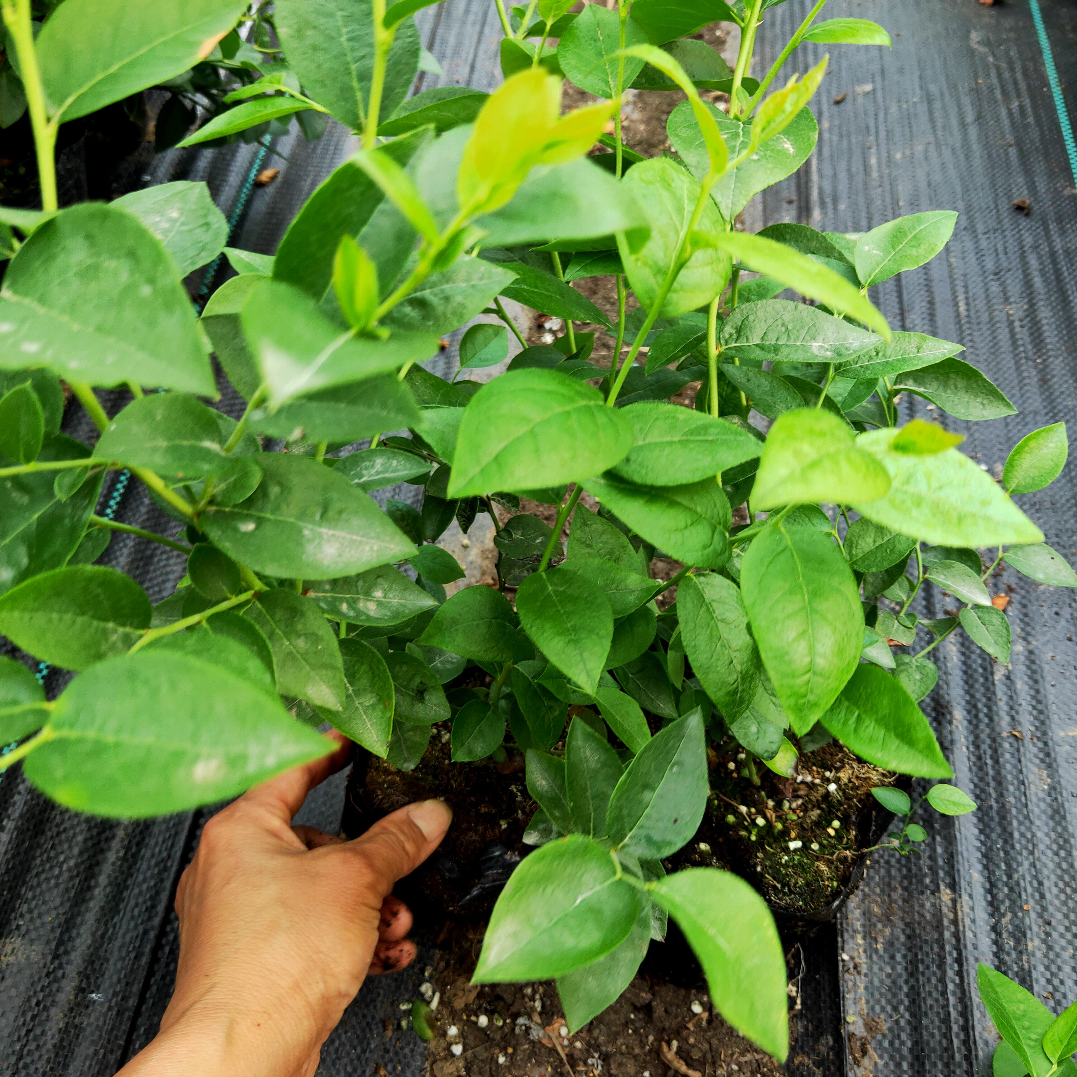 斯巴坦蓝莓苗  蓝莓苗，新品种蓝莓苗，法新，自由，L，醉婆（德雷珀）基地直发