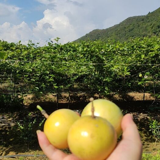 海丰县广东海丰水库旁百香果园新鲜采摘黄金百香果批发走量果质优