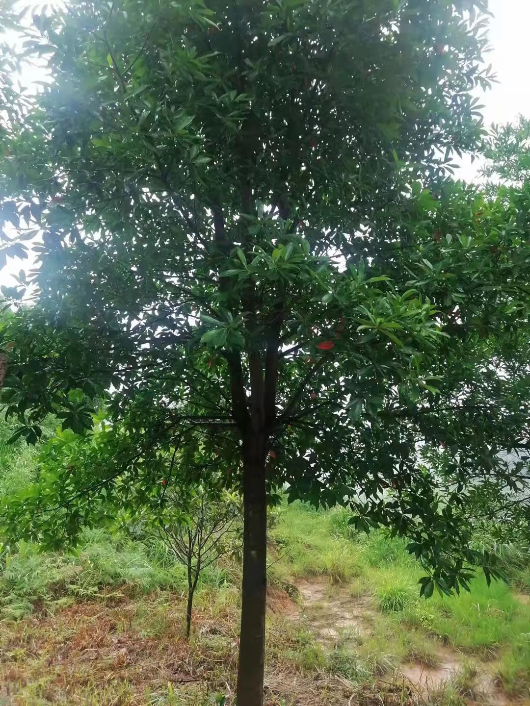 小叶杜英  杜英