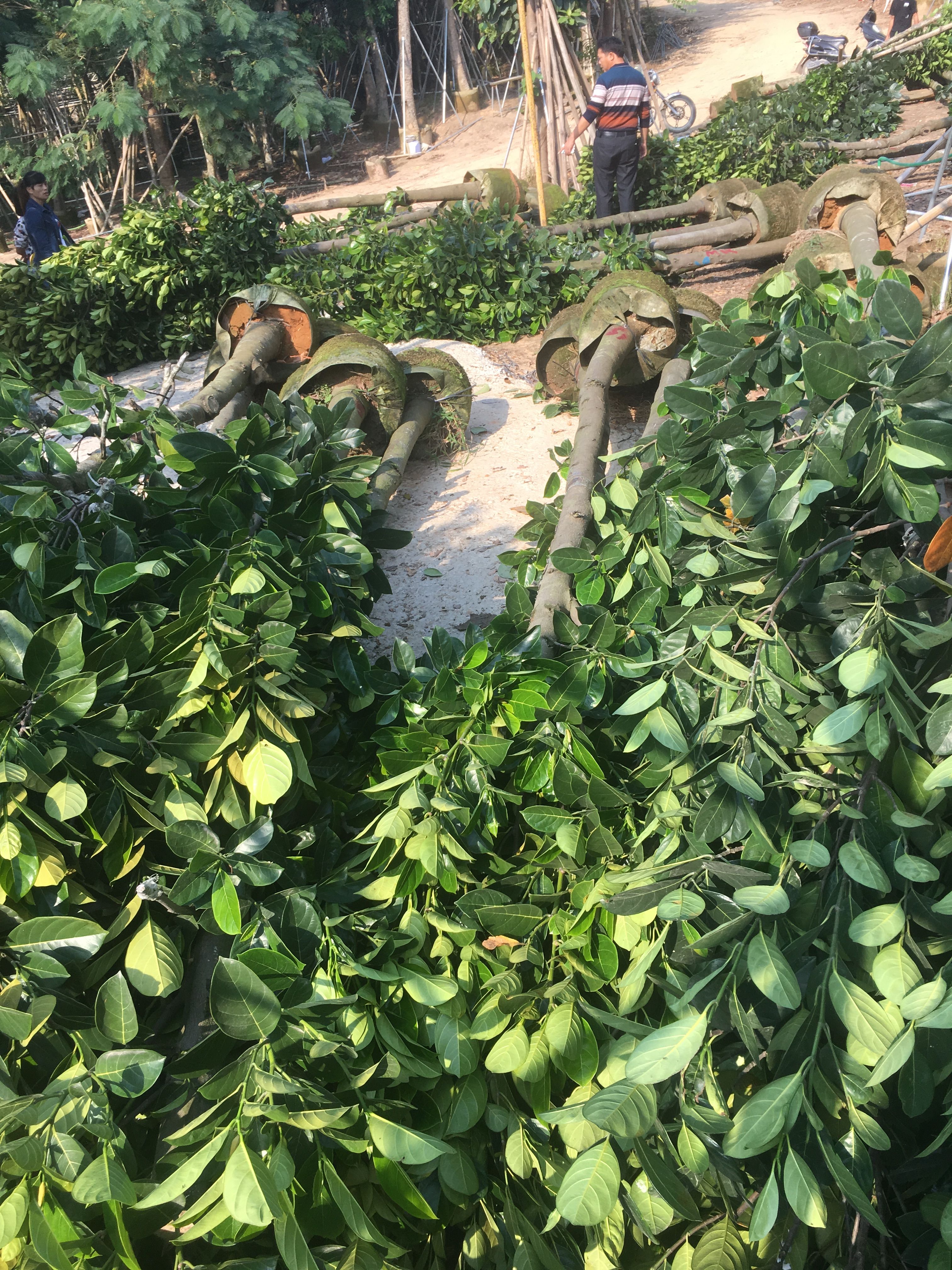 菠萝苗  菠萝蜜/菠萝蜜树，产地直销5-8-10分菠萝蜜袋苗
