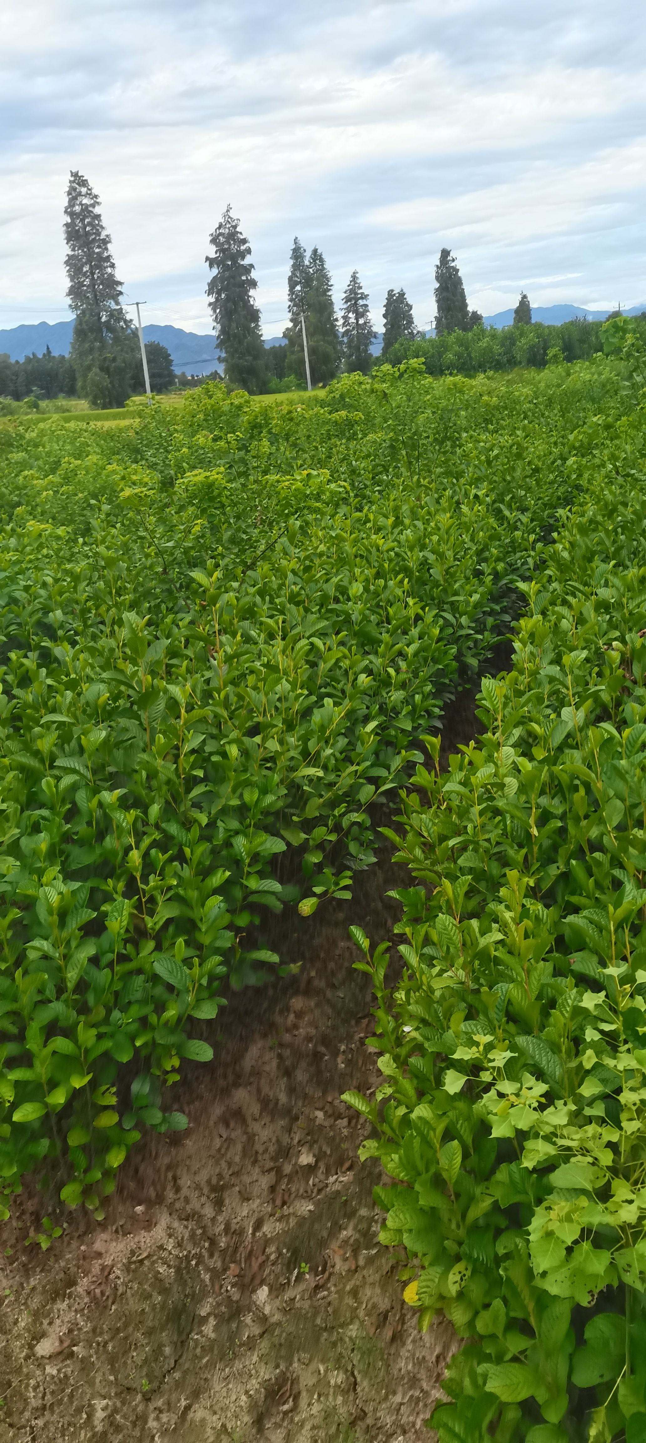  供应江南桤木小苗，桤木价格，一年生江南桤木造林苗，基地直供