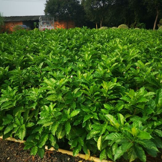 肇庆狗牙梅 狗牙花