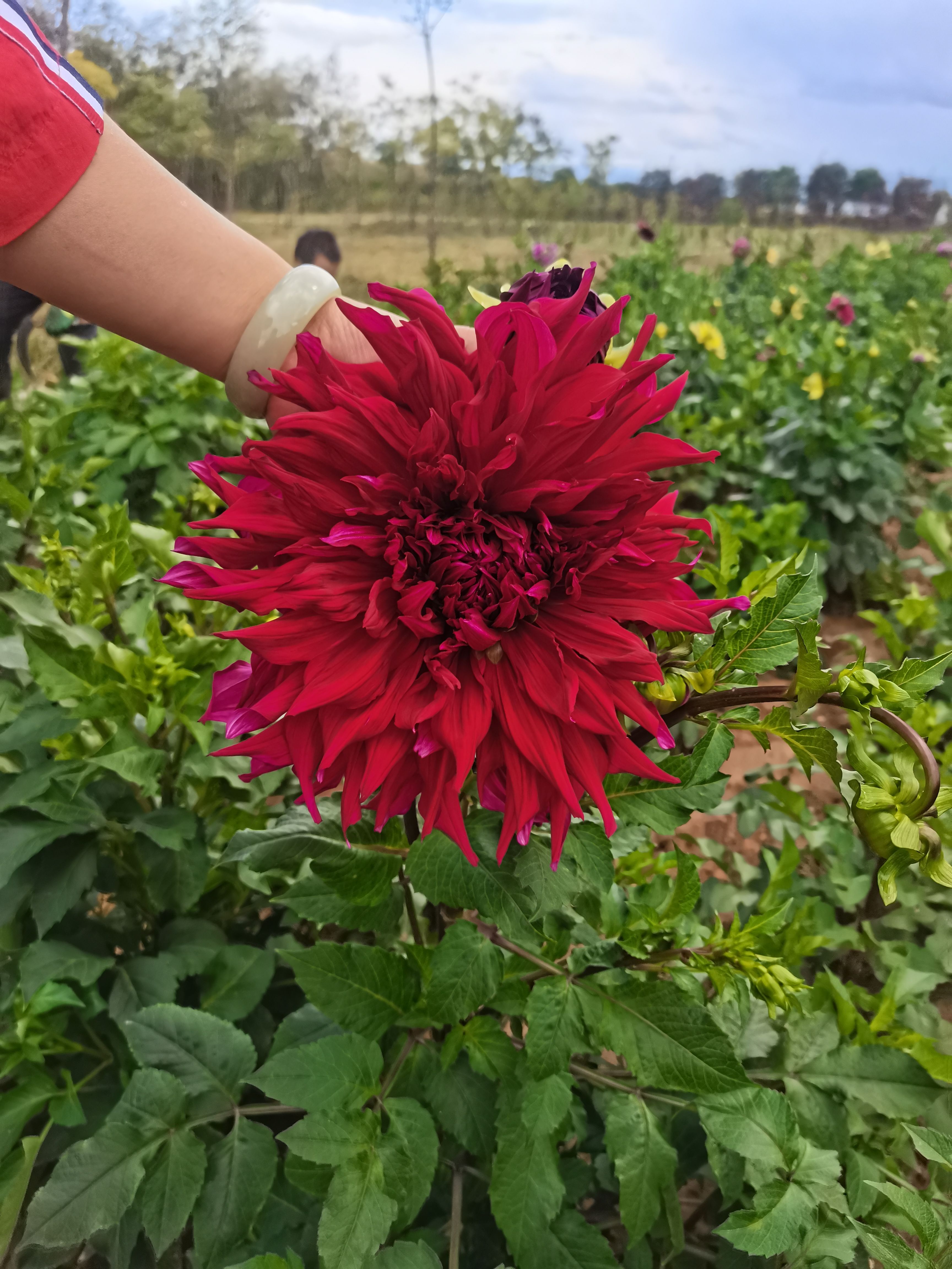 大丽花苗  大丽花种球，大丽花种苗，甘肃定西临洮尕袁精品大丽花