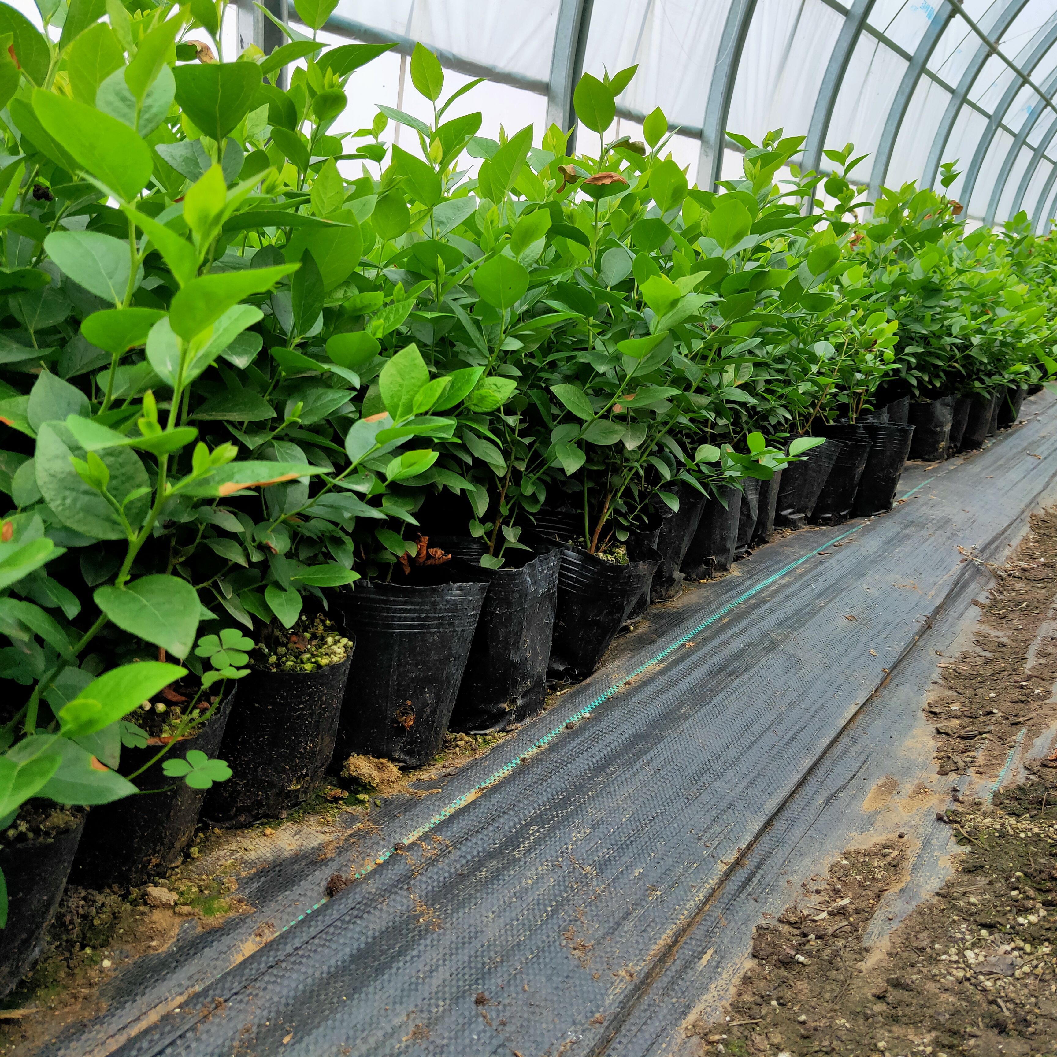 斯巴坦蓝莓苗  蓝莓苗，新品种蓝莓苗，法新，自由，L，醉婆（德雷珀）基地直发