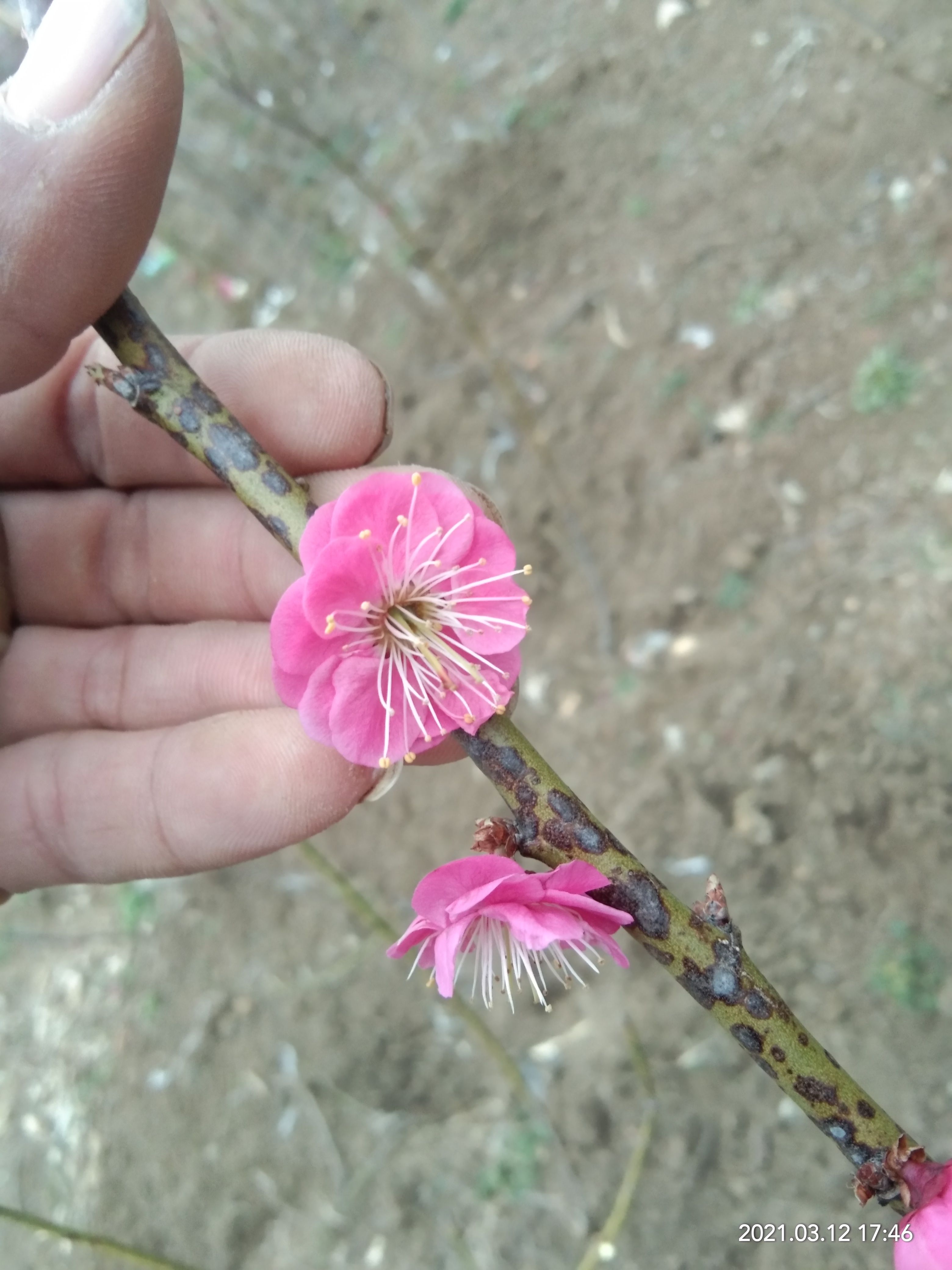 紅梅，綠梅，宮粉，美人梅多個品種梅花苗