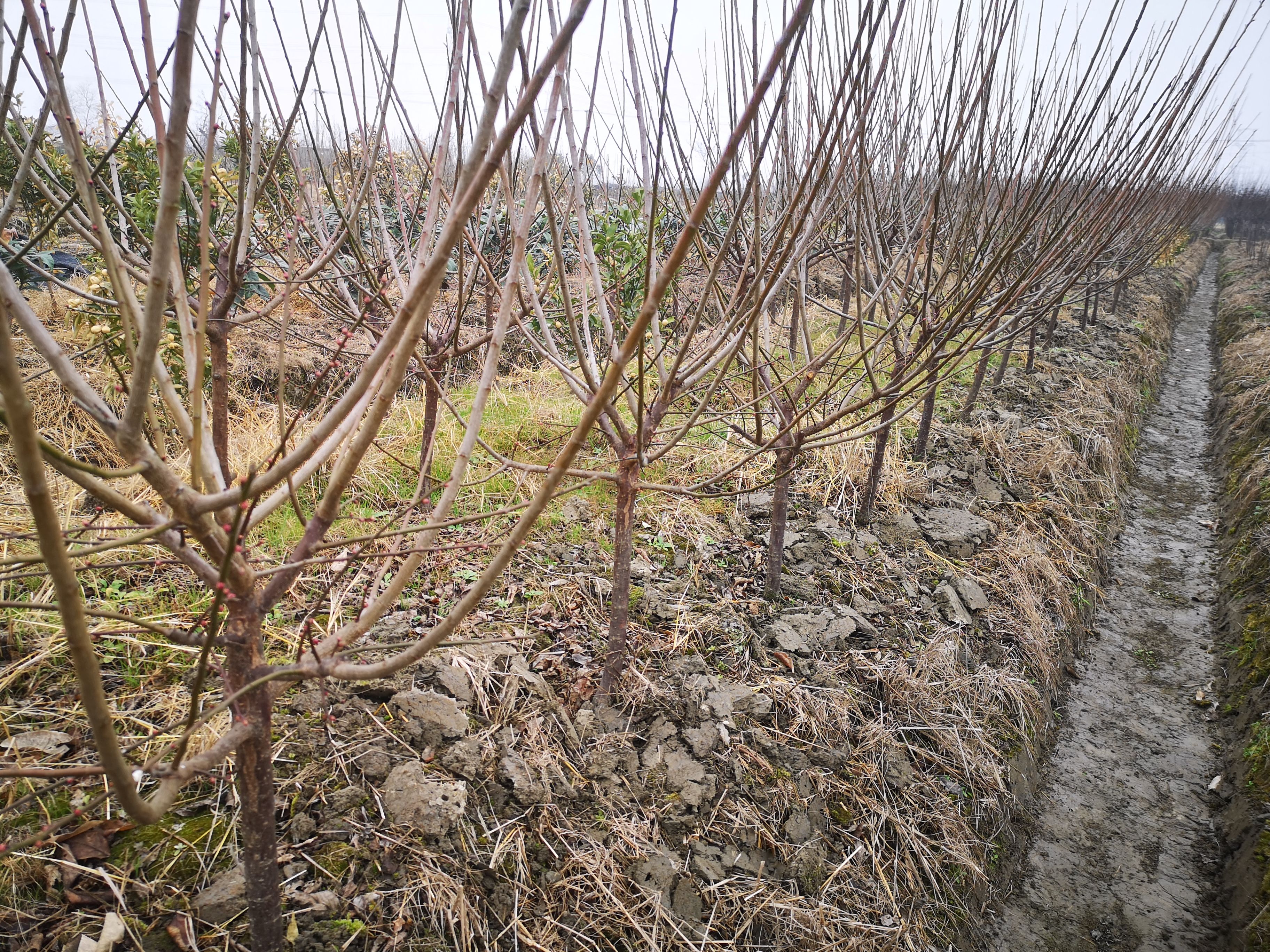 青梅树苗  地径3至5公分当年挂果青梅苗酸梅苗批发
