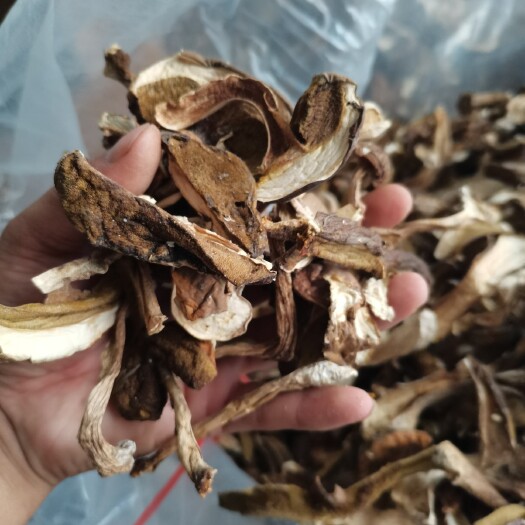 文县美味牛肝菌  味美牛肝菌野生牛肝菌，白牛肝荞面菌