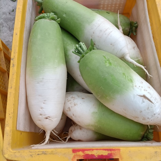 中卫 青萝卜