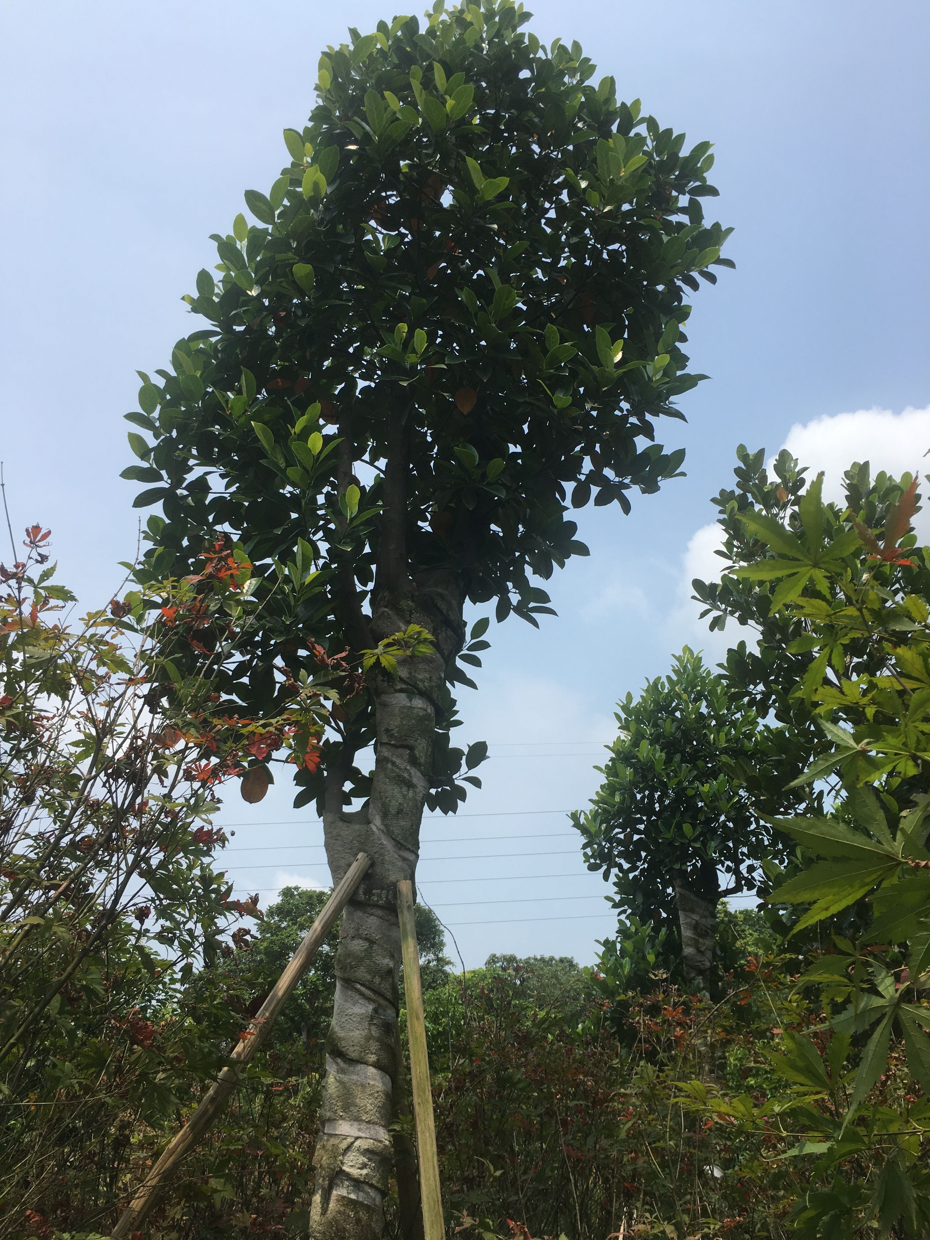 菠萝苗  菠萝蜜树/菠萝蜜，基地直销10-12-15-20分菠萝蜜袋苗