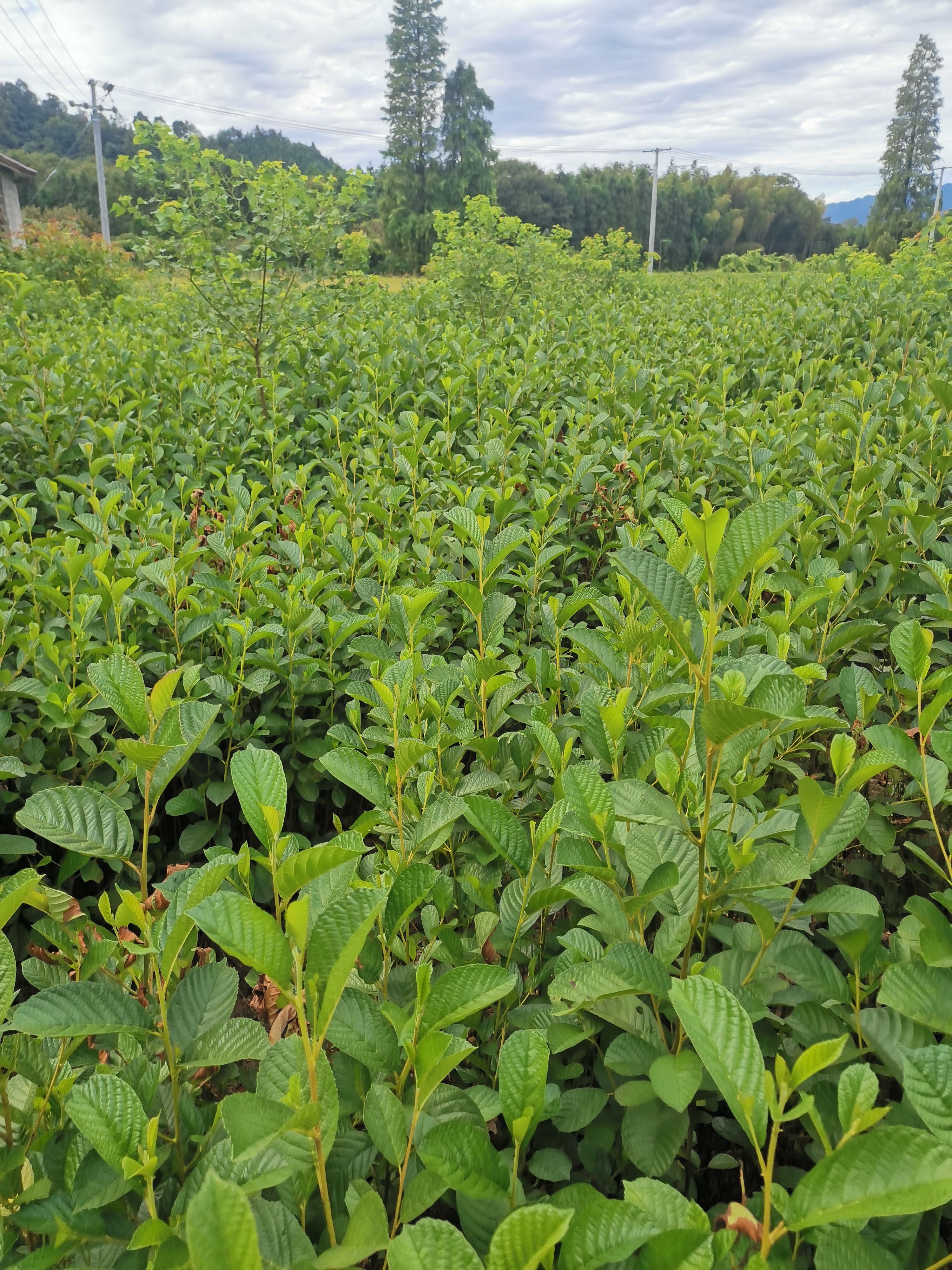 桤木苗  江南桤木小苗，一年江南桤木价格，会不张家苗木基地供应信息