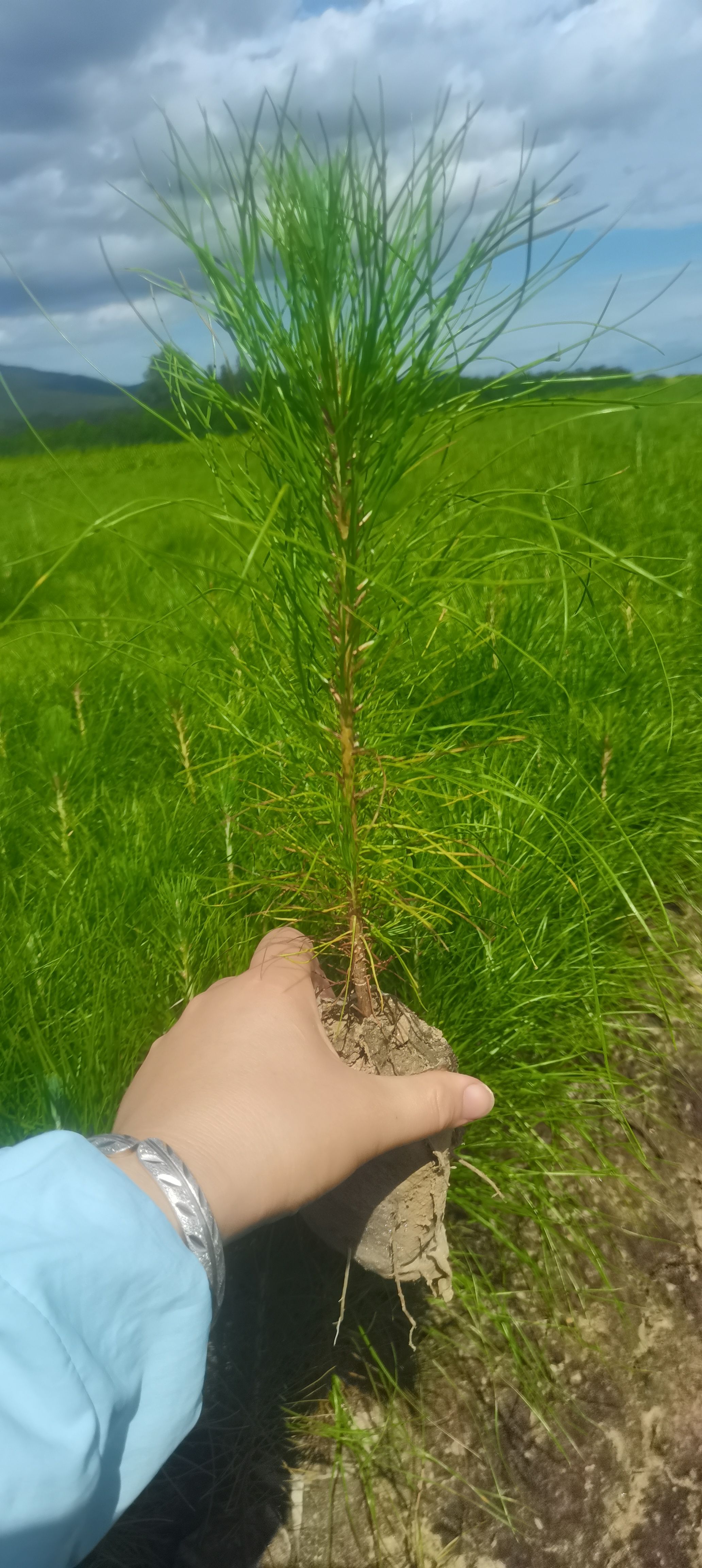 湿地松树苗  一年生湿地松小苗，湿地松价格，杯苗价格，江西基