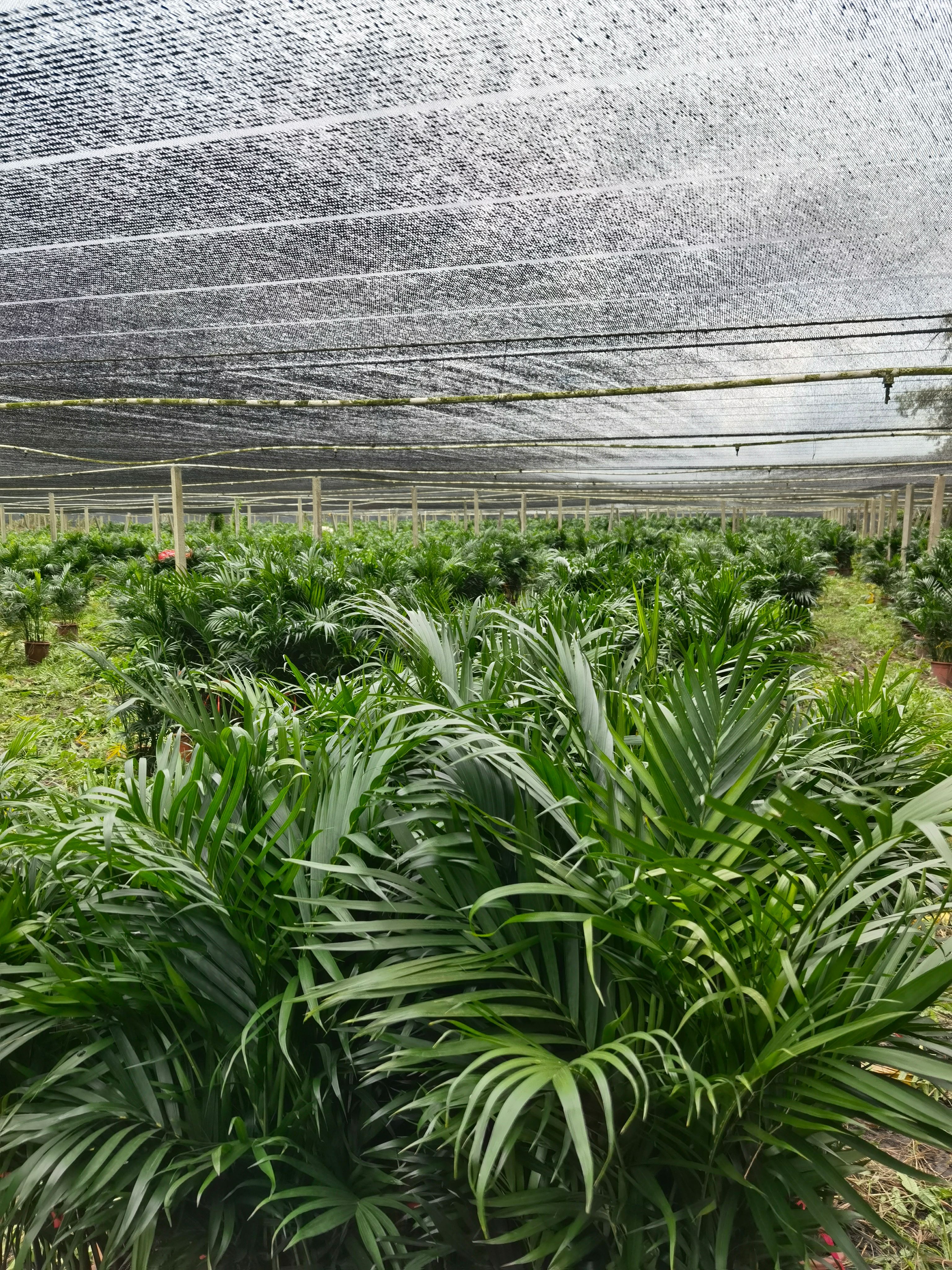 遂溪县富贵椰子、新苗上市、自家种植、基地直供