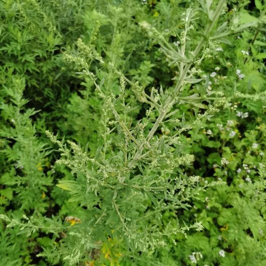 腾冲市 鲜艾草