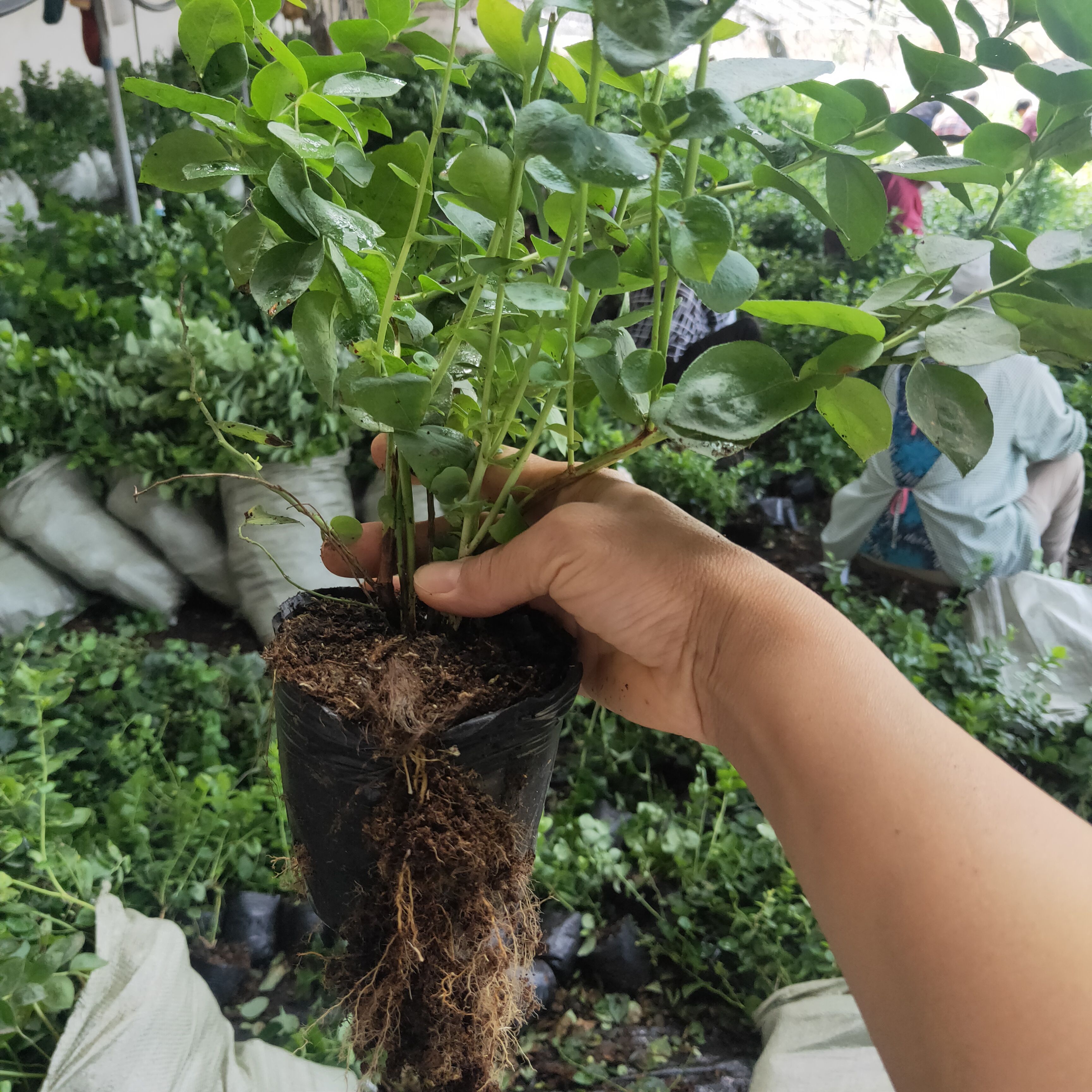 斯巴坦蓝莓苗  蓝莓苗，新品种蓝莓苗，法新，自由，L，醉婆（德雷珀）基地直发