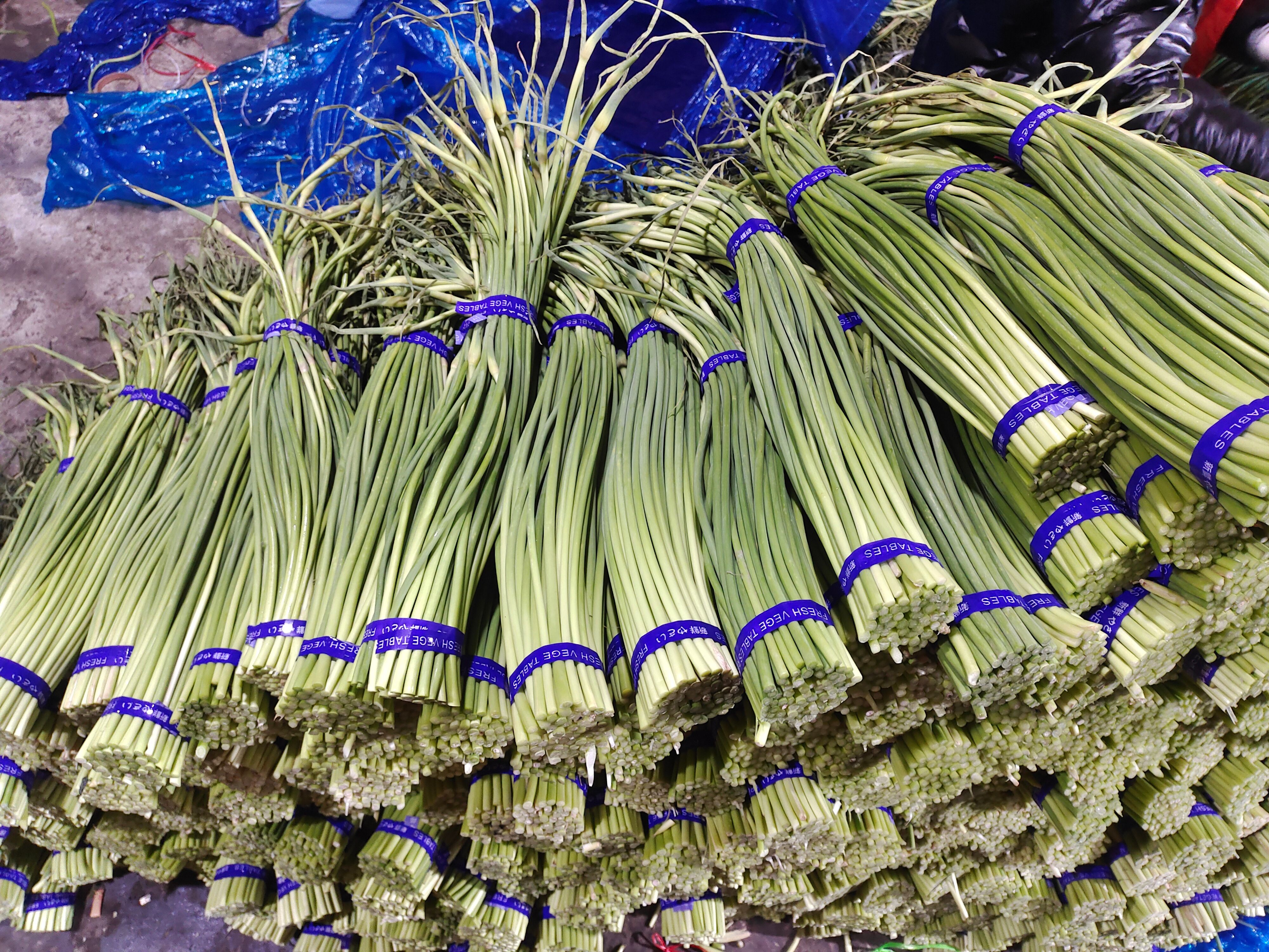 红帽蒜苔  金乡本地蒜苔精加工超市高标货
