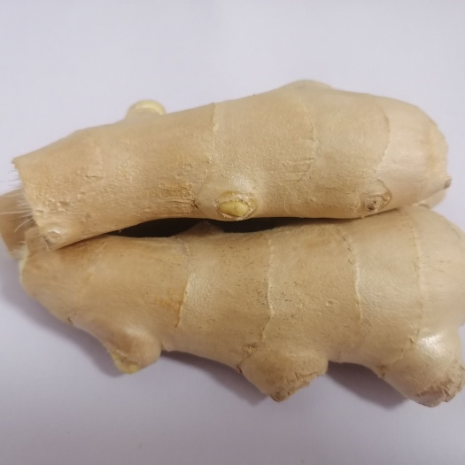 山东姜母，老姜，优质姜块，姜种到，坏烂包赔，协助配