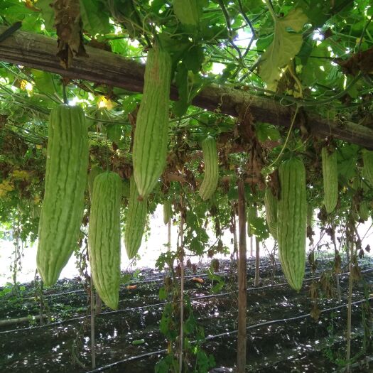 平乐县自家种植苦瓜，批发零售
