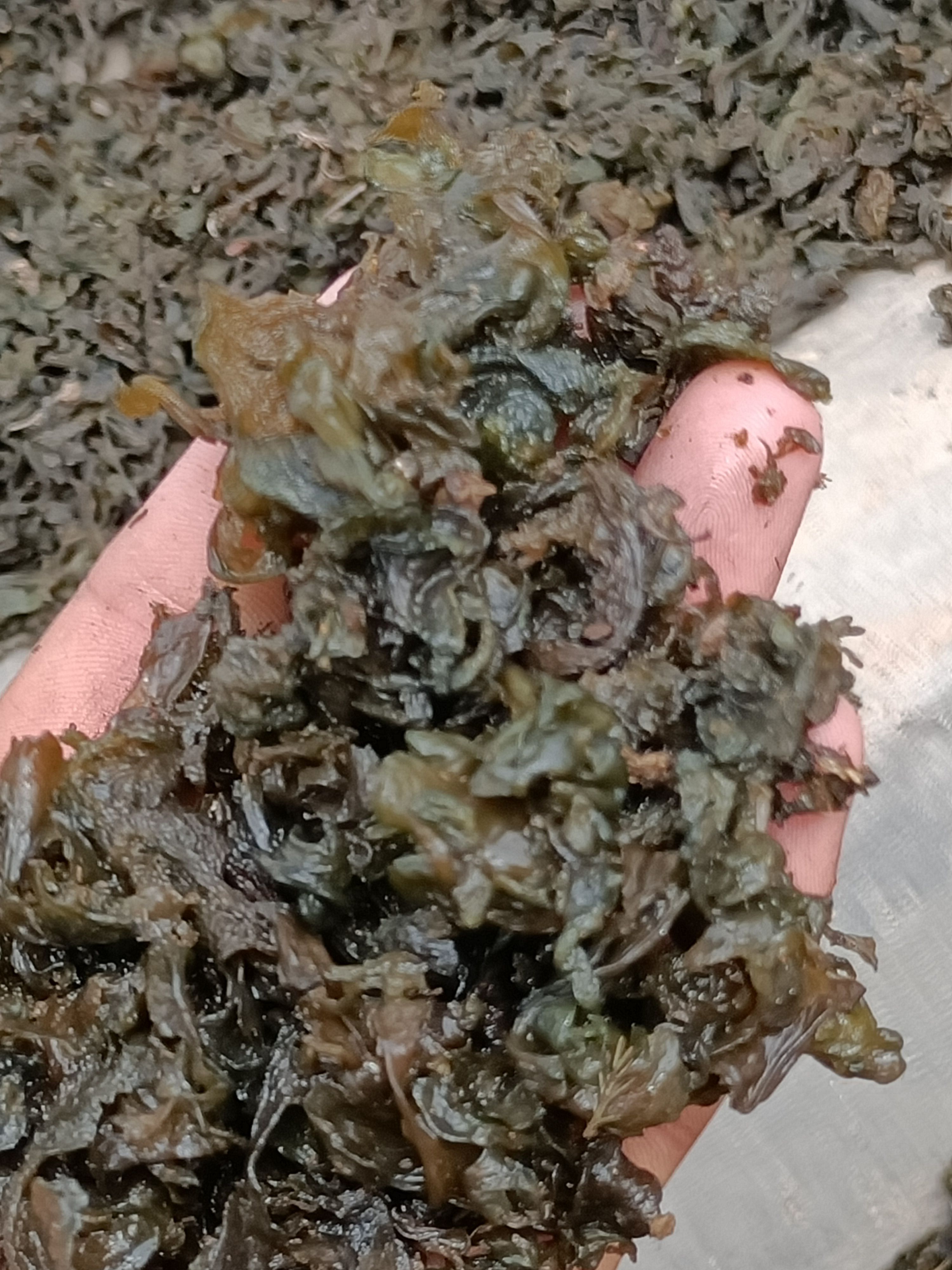 地皮菜  野生地木耳地软