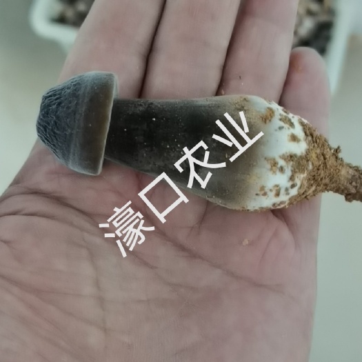诏安县鸡枞菌 皮黑肉白，不开帽，分极标准，长度标准，～濠口农业