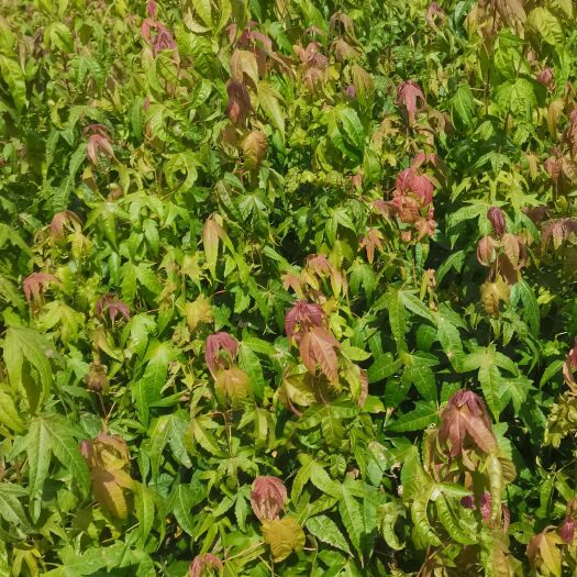 奉新县供应一年生青枫小苗，可嫁接红枫，江西青枫小苗价格，基地直供