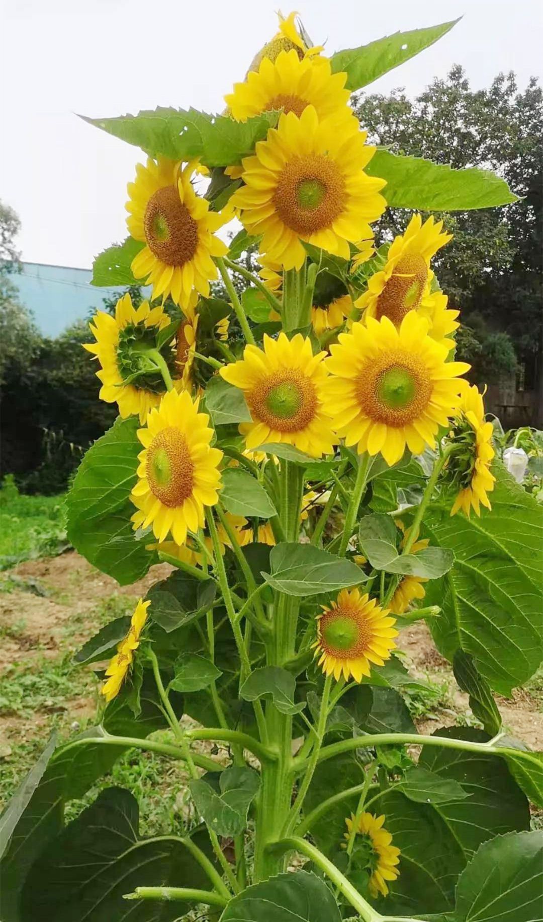 向日葵种子矮杆多头彩色降红酱红黑心黄心玩具熊油葵花卉春秋种子