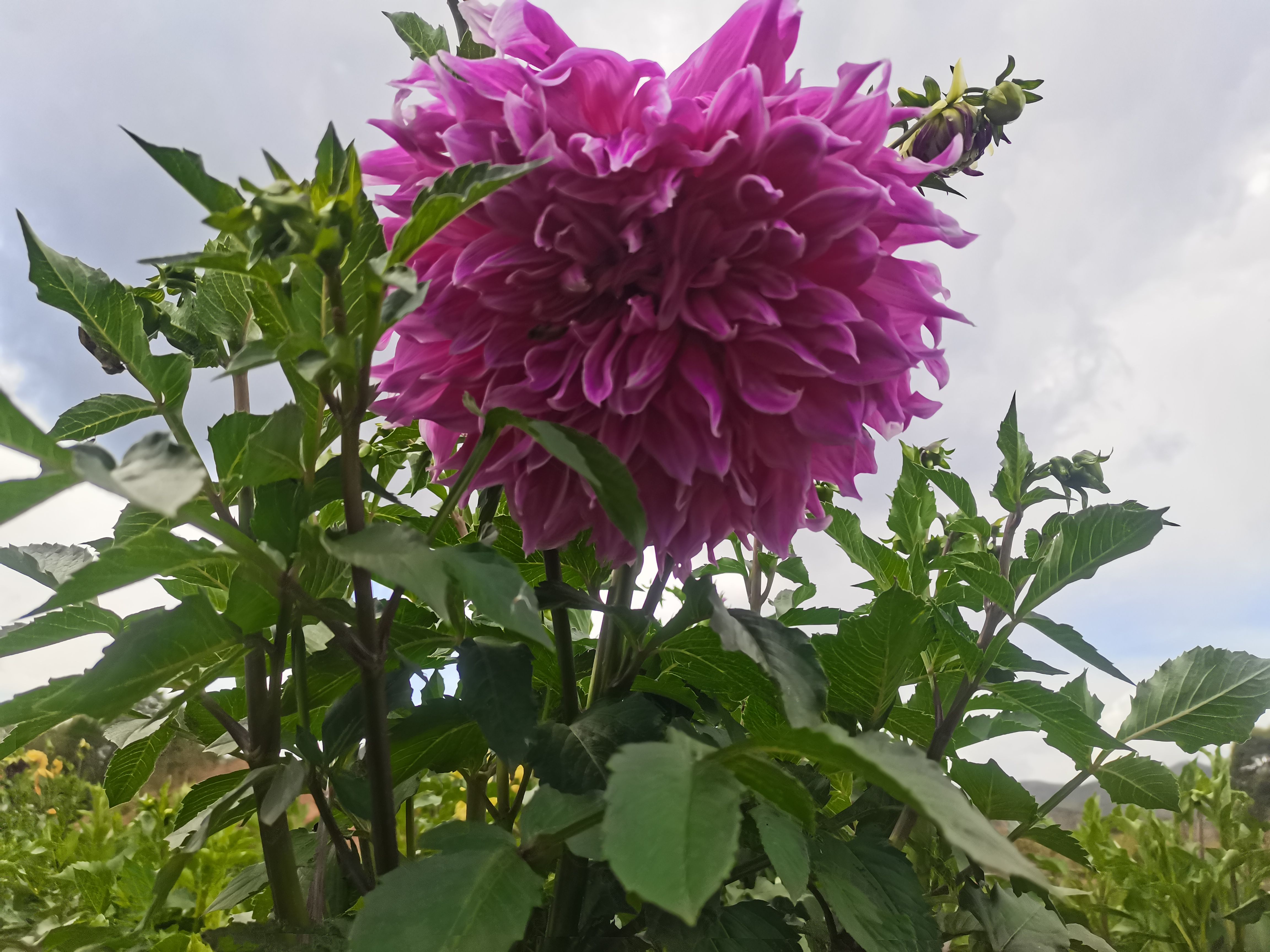 大丽花苗  大丽花种球，大丽花种苗，甘肃定西临洮尕袁精品大丽花