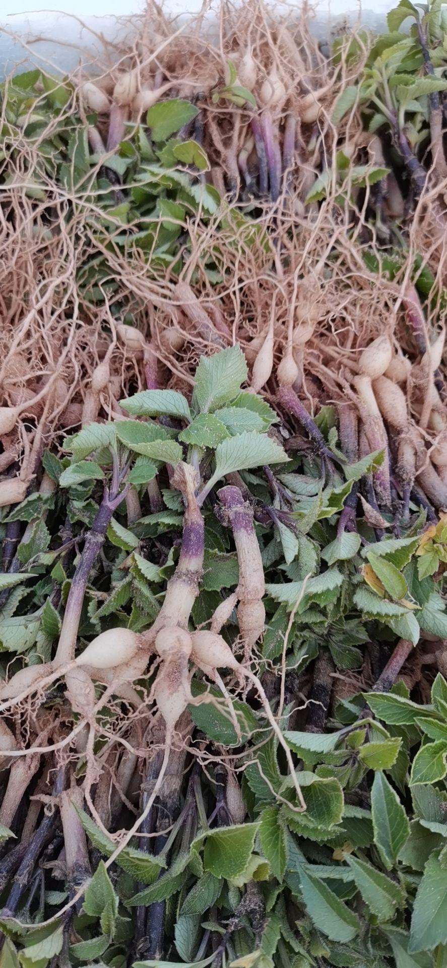 大丽花苗  大丽花种球，大丽花种苗，甘肃定西临洮尕袁精品大丽花