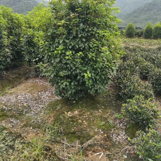 杭州丛生四季桂