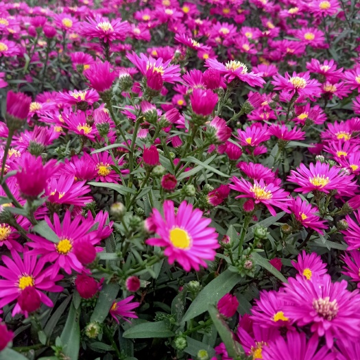 荷兰菊，
