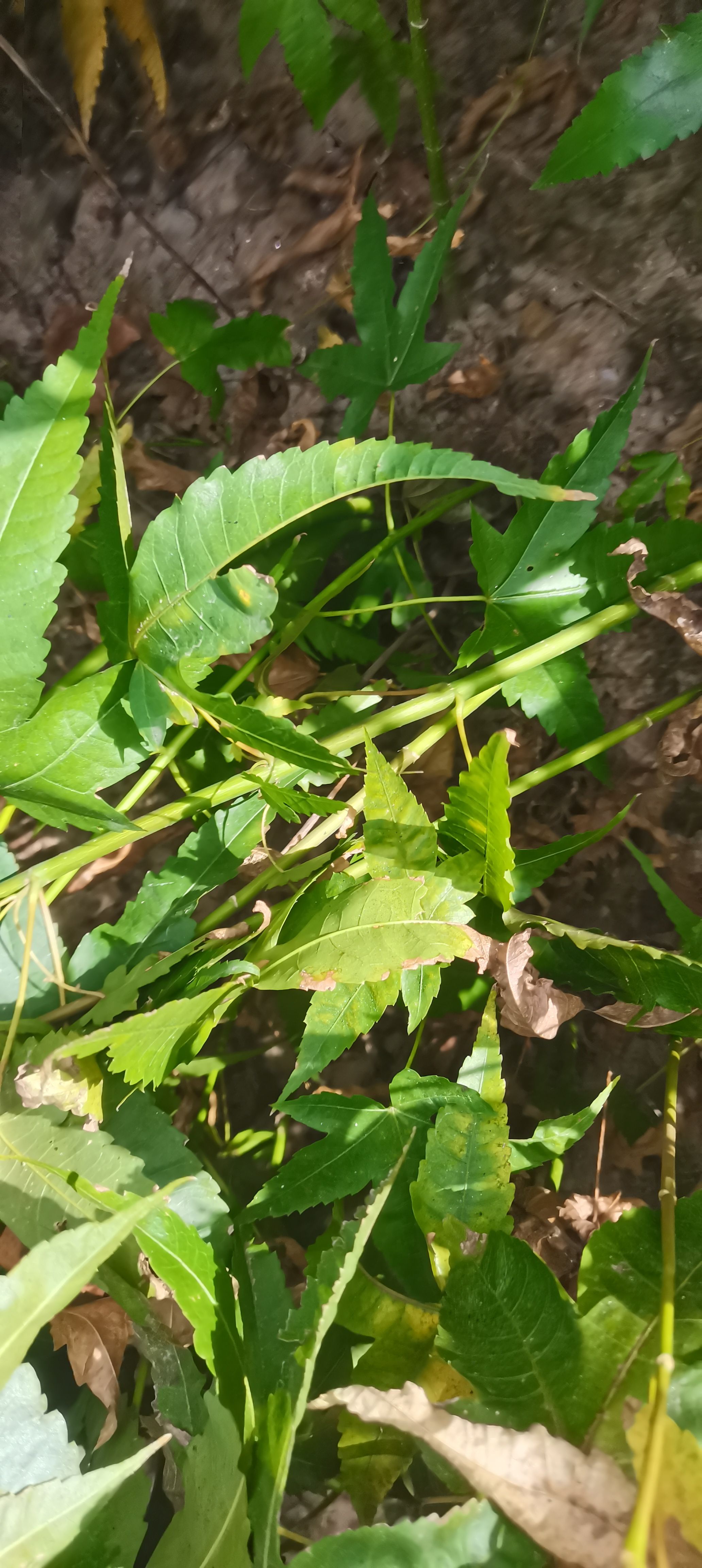 供应一年生青枫小苗，可嫁接红枫，江西青枫小苗价格，基地直供