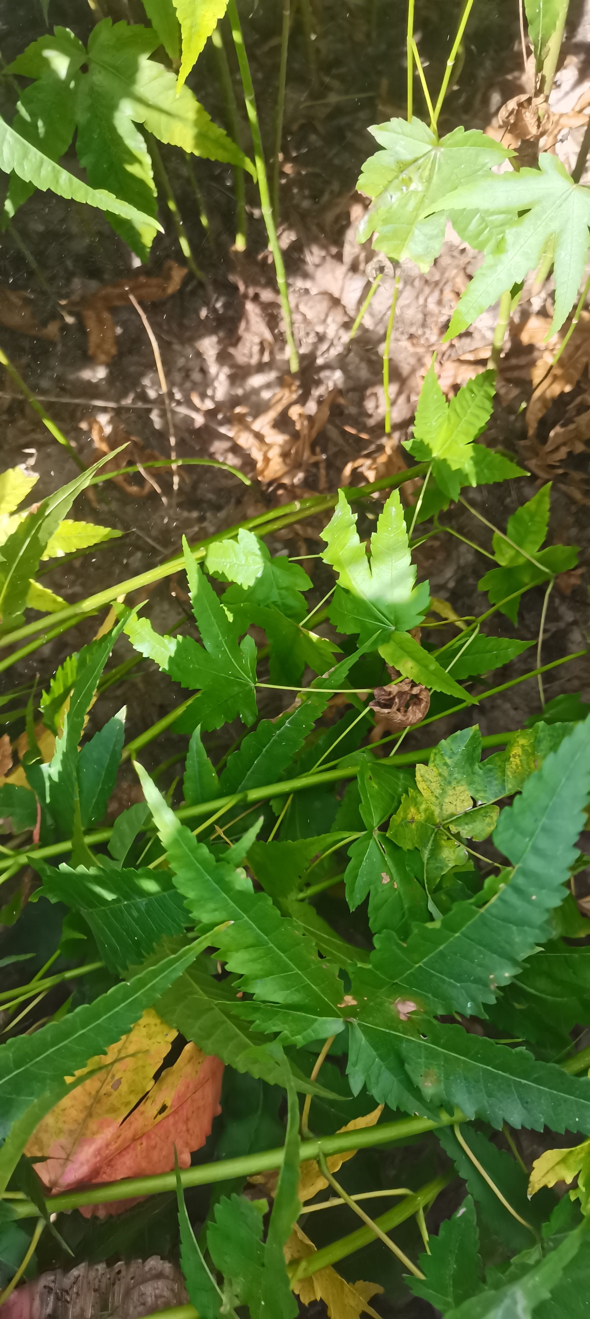 供应一年生青枫小苗，可嫁接红枫，江西青枫小苗价格，基地直供