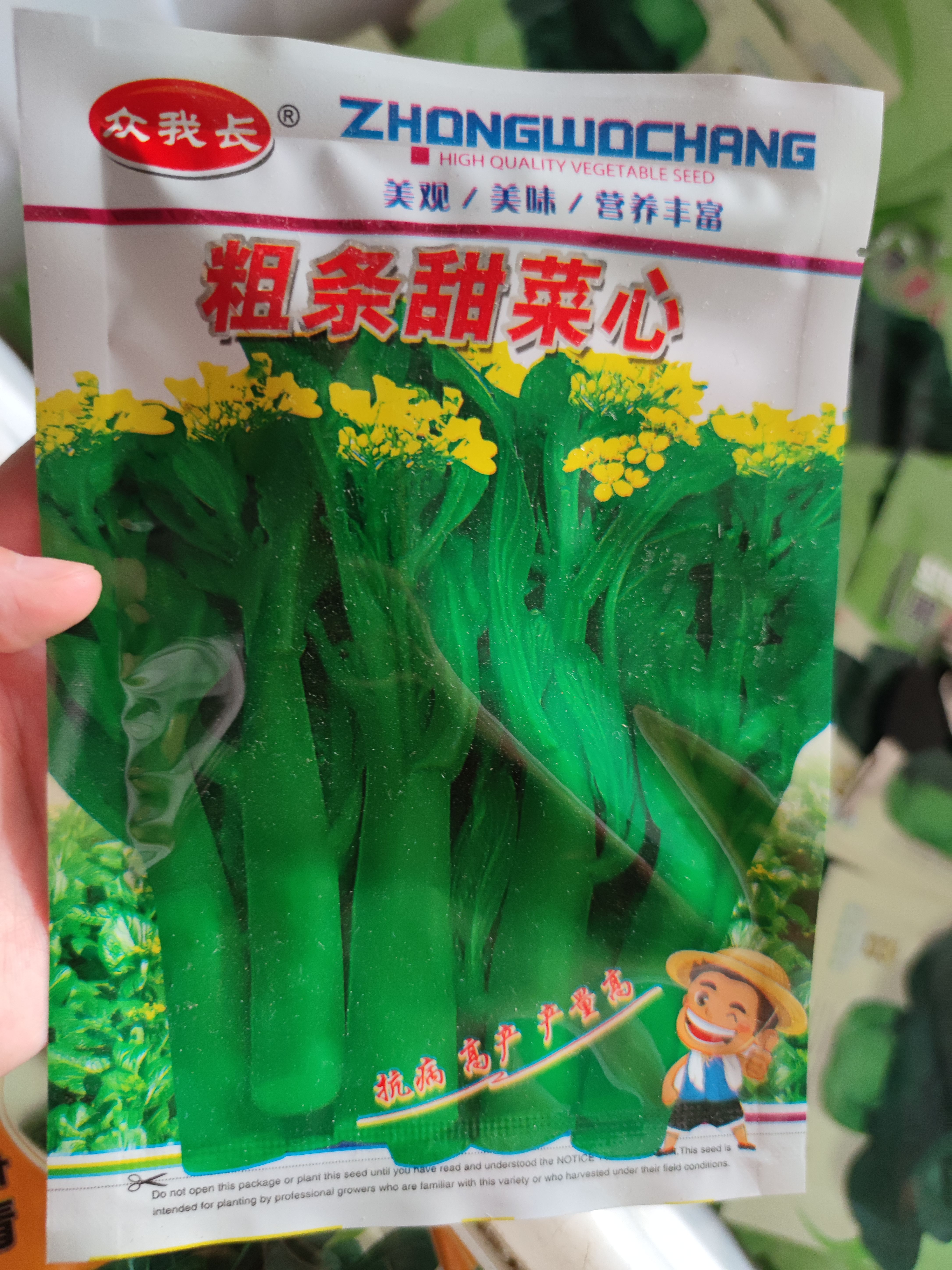 粗条甜菜心种子菜苔种子可连续收割28天到38天