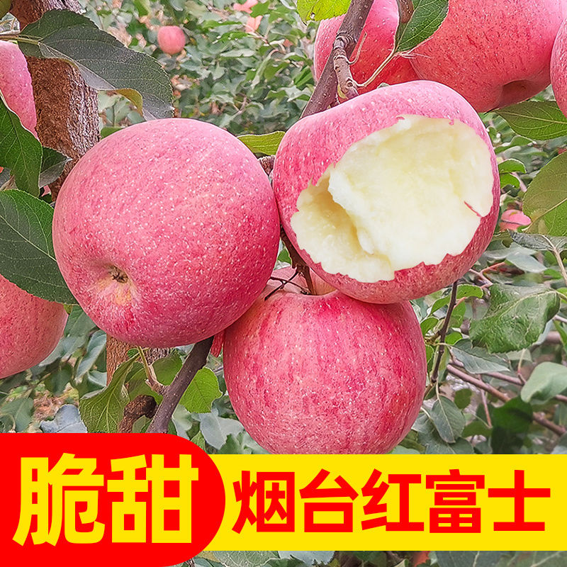 红富士苹果  冰糖心红富士一件代发苹果新鲜包邮整箱丑