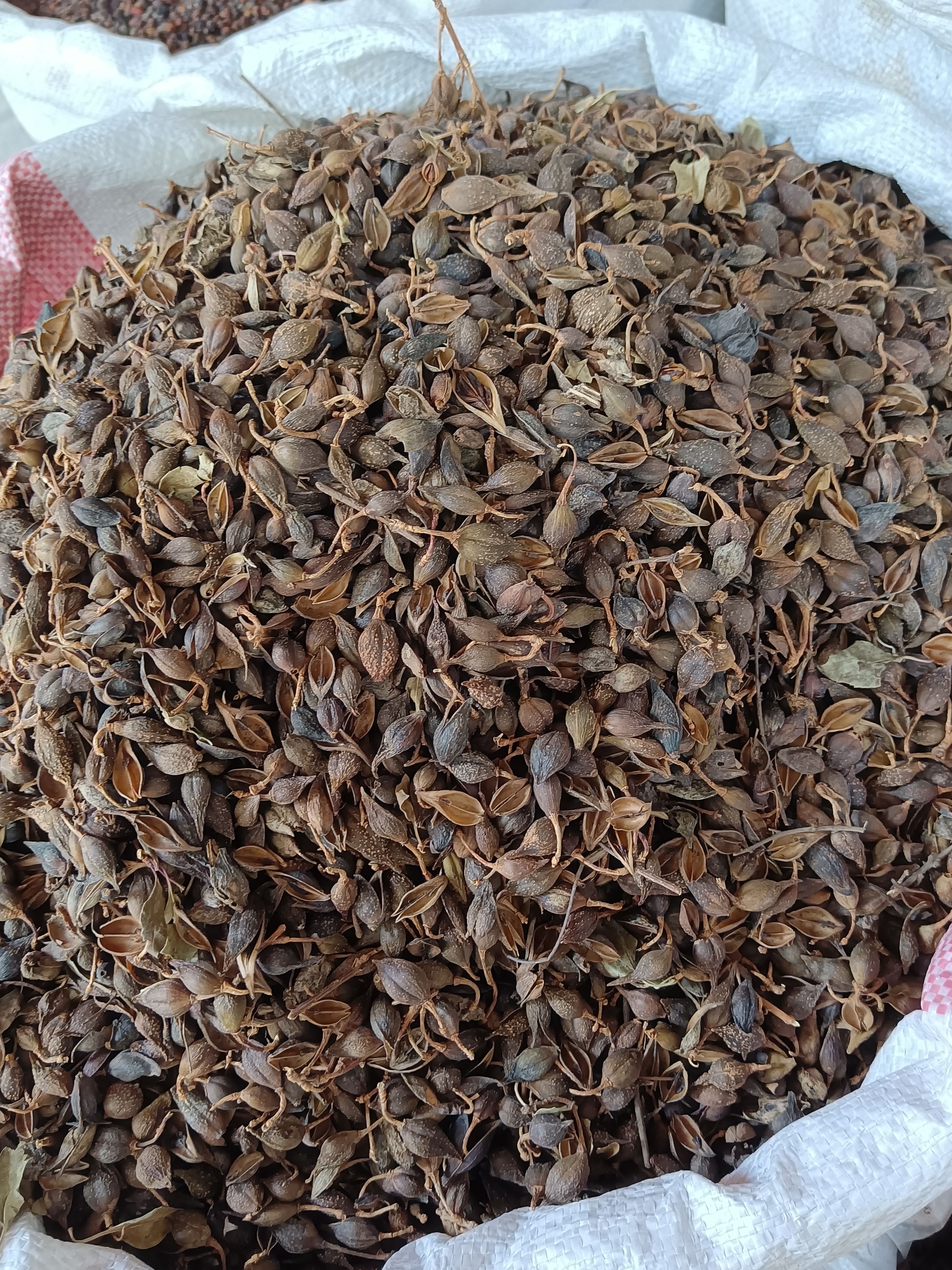 连翘别名连乔黄花杆黄寿丹量大从优