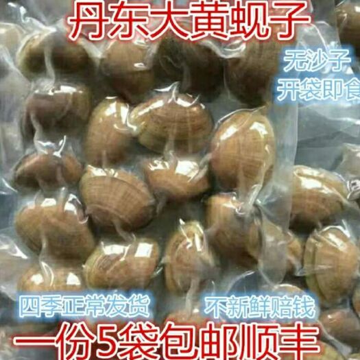 丹东 丹东即食黄蚬子
