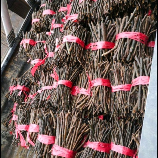 樟树市蔓荆子枝条  中药蔓荆子苗！枝条！