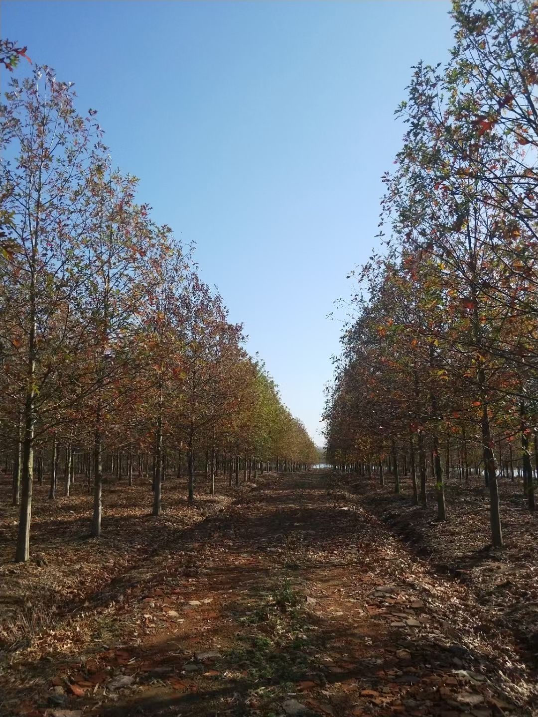 南京红栎，北美红栎，美国红栎，千亩基地，规格齐全，量大价优