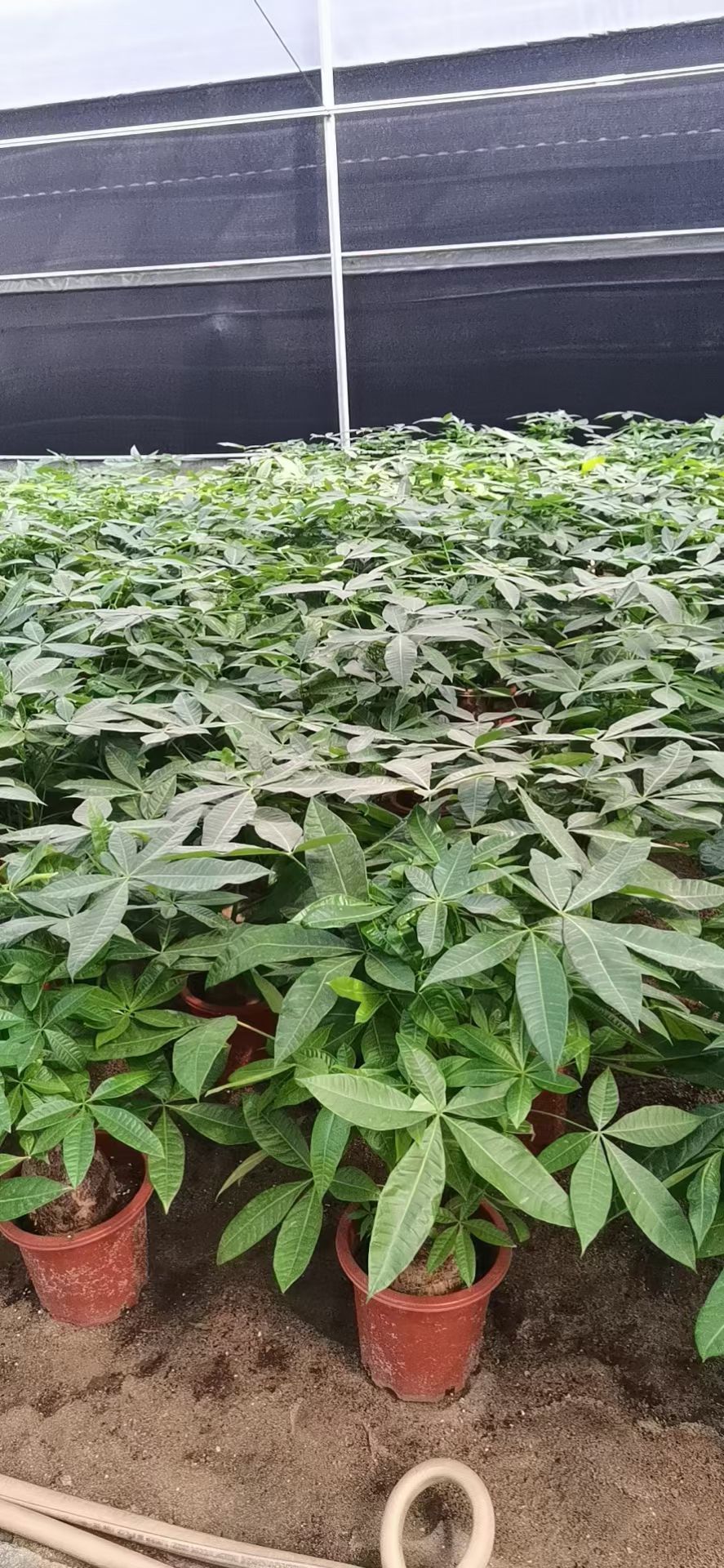  发财树大型绿植基地直销批发