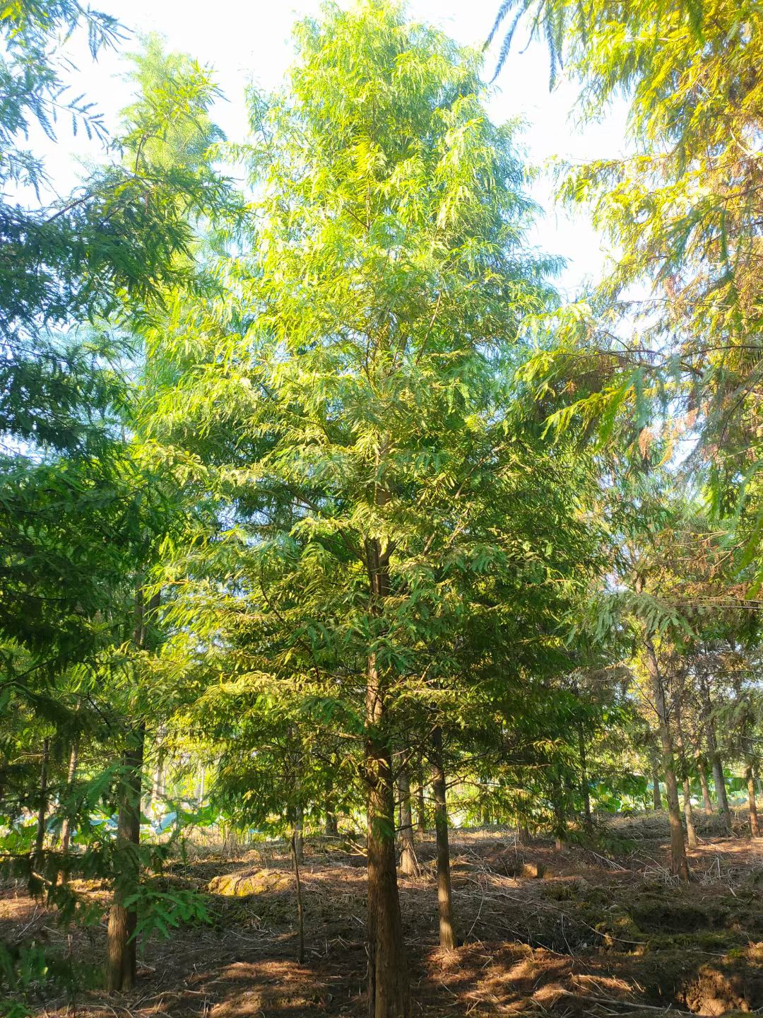 池杉  落羽杉