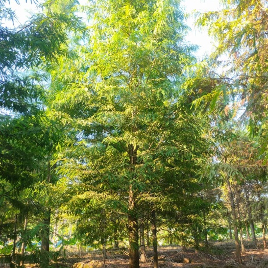 池杉  落羽杉
